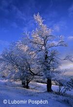 Lyžařský areál Mikulčin vrch